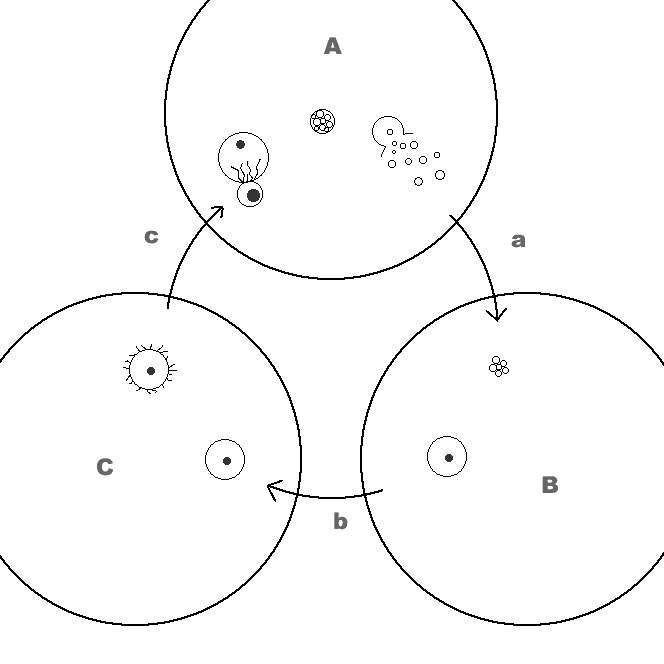 Diagram of cyclical parasitism in Hamiltonia involving Oosdoli urvysc, lazy oas (Moanzy ninsrata), Norlian snails (Nimloidu sp.), and humans.