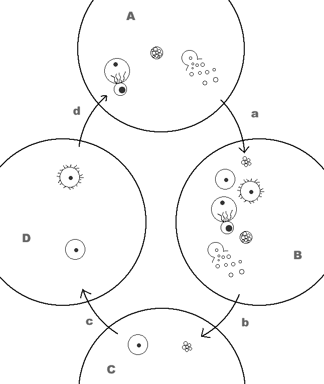 Diagram of cyclical parasitism in Babylonia involving Oosdoli urvysc, portal scorpions (Girtablullu nyctonostici), humans, and Norlian snails (Nimloidu sp.).